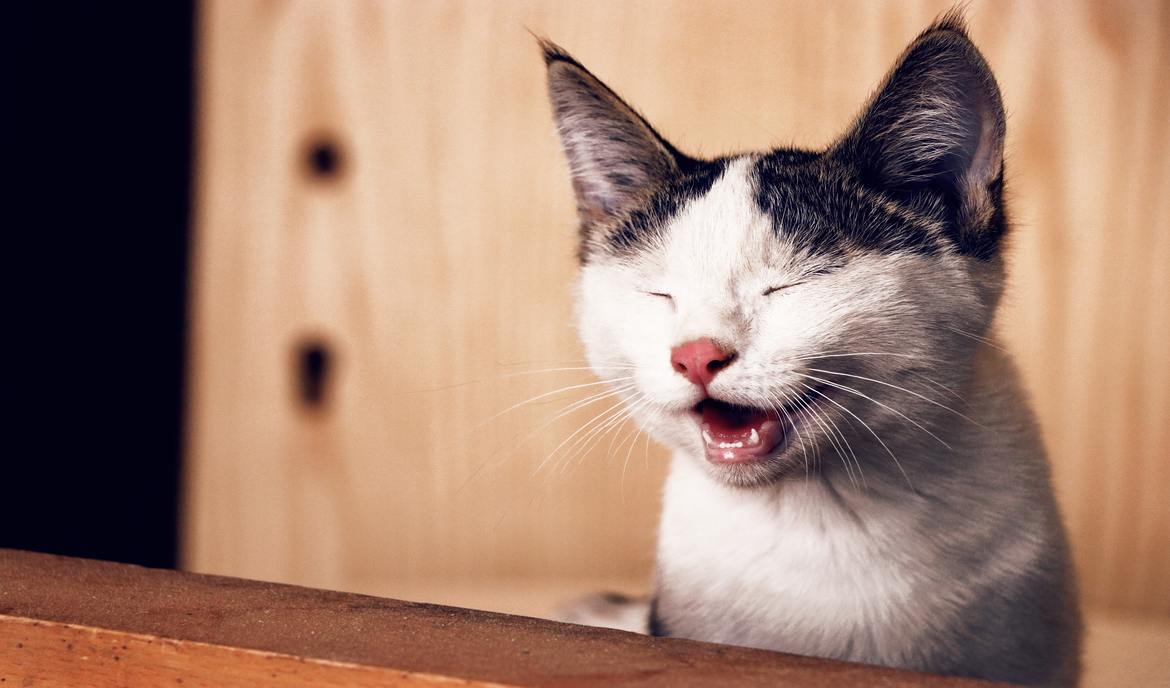 Alergie u koček: spouštěč a úspěšně zacházení s kočkami
